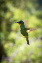 Colibri verde volando en Nono, Pichincha Ecuador © Francisco