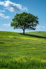 Lonely Tree on a Hillside in Spring