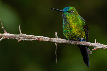 Colibrí en el Chocó Andino o bosque nublado © Francisco