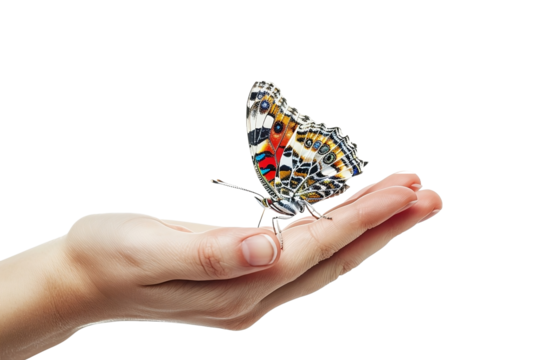 hand holding butterfly