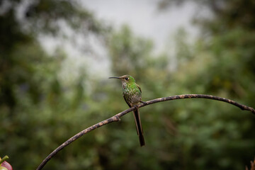 Colibrí en el Chocó Andino © Francisco
