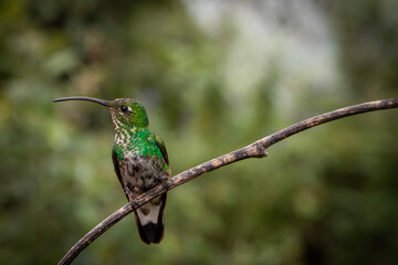 Colibrí verde del bosque nublado © Francisco