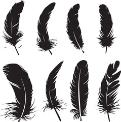 Obraz premium set of feathers