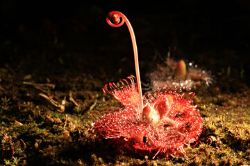 Sundew or Drosera tokaiensis is Carnivorous plant Trap tiny insects are with sticky slime 