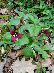 Spring Woodland flowers in Ohio - Trillium