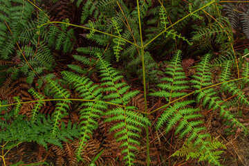 Flora de Galápagos en Laguna del Junco. Isla San Cristobal, Galápagos