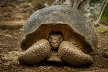 Tortuga gigante de galápagos 