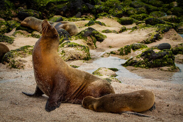Focas en la Lobería, Isla San Cristobal Galápagos