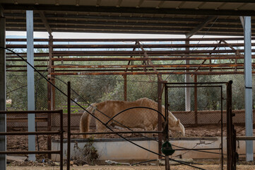 A light bay horse in a paddock eats hay