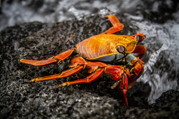 Cangrejo zayapa de Galápagos