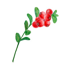 Wild red berries watercolor hand drawn botanical realistic illustration. Forest cranberry, cowberry branch isolated clip art. Great for printing on fabric, postcards, invitations, menus, prints