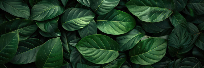 Abstract background with green leaves. Natural background.