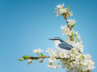 Small single bird with white and gray feathers and black beak sitting on blossoming branch of apple tree with little white flowers and new green leaves and buds against blue sky with copy space