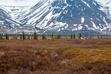 Three Elk in Remote Alaskan Landscape