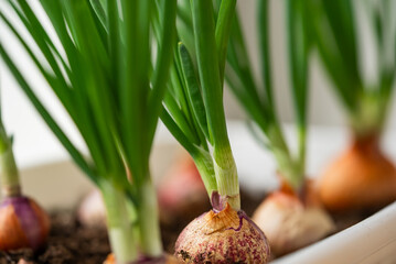 Close-up view of spring onions with vibrant green shoots and visible bulbs in soil, growing in a white planter, showcasing sustainable indoor gardening.