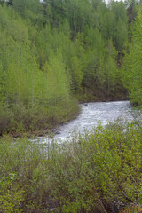 Green Trees and Flowing River in Remote Alaska, USA