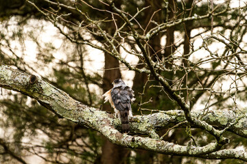 Hawk Stretching on a Branch