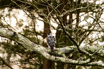 Hawk Stretching on a Branch