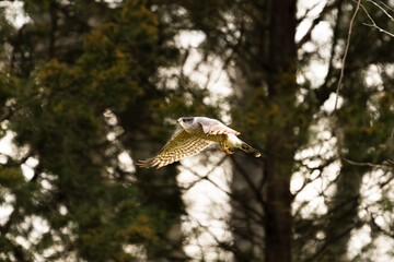Hawk in Flight