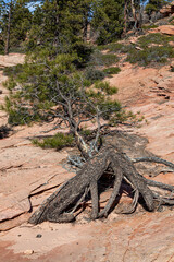 Determined Pine Tree Growing on Sandstone