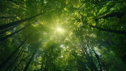 Fototapeta na wymiar Lush green forest canopy with sunlight filtering through leaves