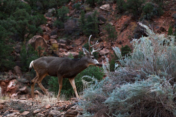 A Large Make Mule Deer in Zion National Park