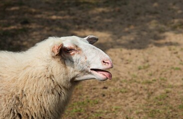 A bleating sheep. Portrait of a sheep in side view.