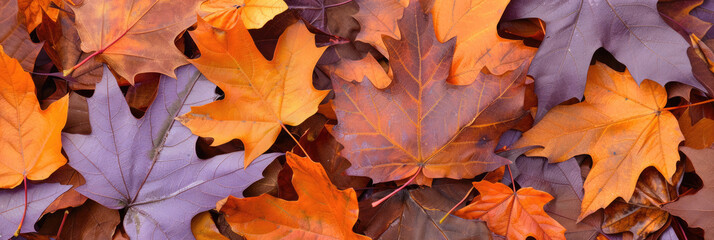 Obraz premium Abstract natural background from leaves in yellow and purple shades