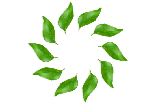 circle of fresh indian spice plant curry leaves or curry patta use in indian gujarati food like kadhi,vada,rasam,chutney,sambhar,dal and other recipe,cutout in transparent background,png format