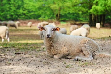 A lamb is resting in the sand and a flock of sheep grazing in the background.