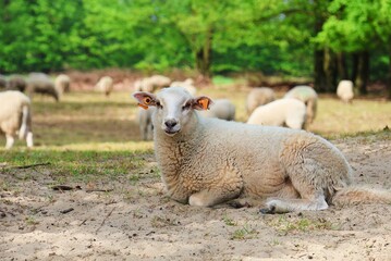 Obraz premium A lamb is resting in the sand and a flock of sheep grazing in the background.