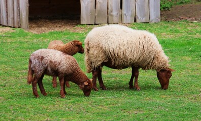 Brown sheep with two lambs grazing in the meadow.