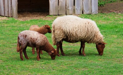 Fototapeta premium Brown sheep with two lambs grazing in the meadow.