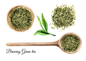 Green tea brewing set, top view.  Hand drawn watercolor illustration, isolated on white background