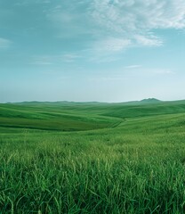 Grasslands under blue sky and white clouds