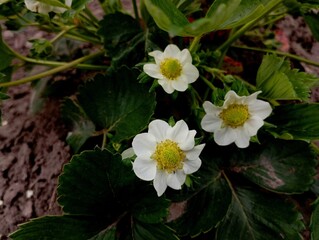 Three white strawberry flowers on a green bush in the garden in spring. Flowering of berry crops.