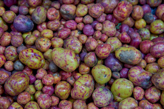 Close-up of many Olluco (Ullucus tuberosus), a tuber from the Andes mountains of South America. Known as melloco or papa lisa