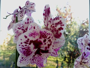 Purple orchid flower. Orchid on the windowsill on the background of the garden. The flower of an...