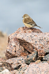 Common Linnet