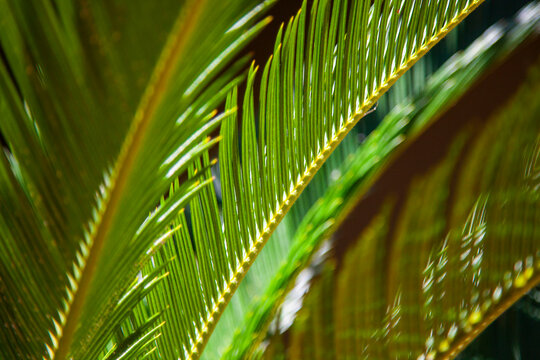 Hojas de Cycas revoluta, palma sago, king sago, la cica, palma de iglesia, falsa palmera, cica

