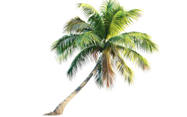 Tropical Palm tree isolated on Transparent background.