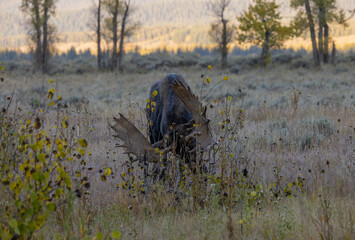 Bull Shiras Moose during the Rut in Wyoming in Autumn