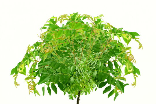 fresh indian spice plant curry leaves or curry patta herb plant use in indian gujarati food like kadhi,vada,rasam,chutney,sambhar,dal and other recipe,white background