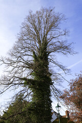 Tree trunk covered by ivy in Salisbury city