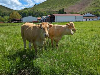 Vacas na fazenda no pasto com a erva verde num dia de primavera