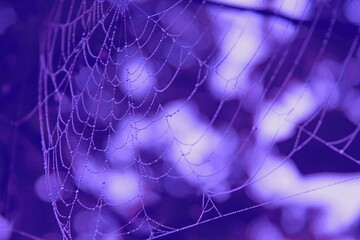 Spider web on violet blurred background close-up. Spiderweb with drops of dew pattern in...