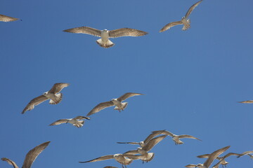 Obraz premium Flock of seagulls in flight against a blue sky