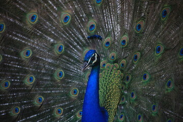 Obraz premium Side view of a peacock fanning its tail, peacock, close up