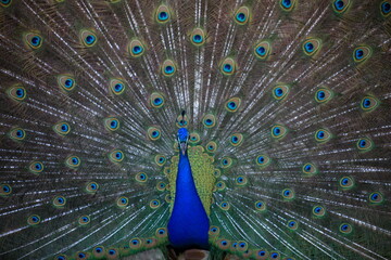 Frontal view of a peacock fanning its tail. Close up