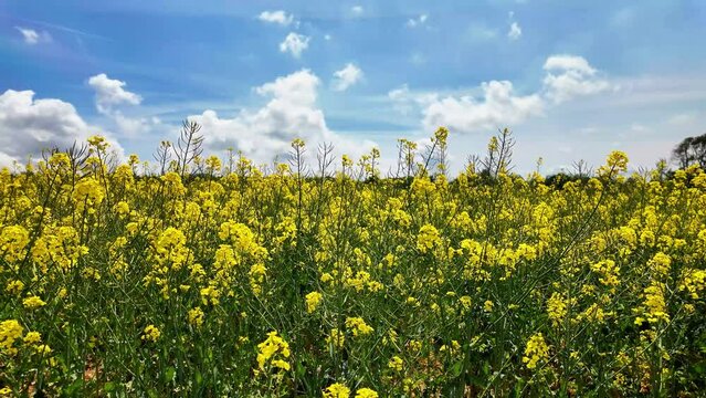 Beautiful landscape of yellow field flowers moving in the wind, blue sky with a cloud, 4K